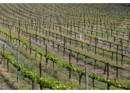 Key points in applying sodium humate as an organic fertilizer